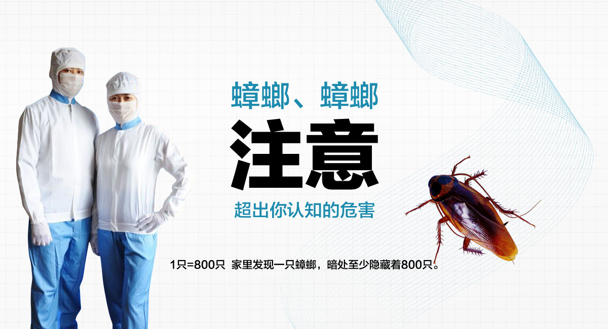1只=800只 家里發(fā)現(xiàn)一只蟑螂，暗處至少隱藏著800只。